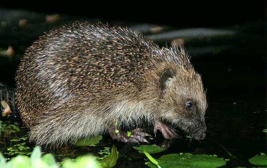 Hedgehog <i>Erinaceus europaeus</i>